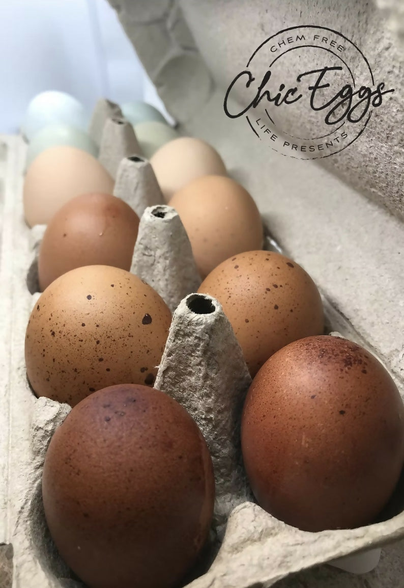 Chic Eggs - 1 Dozen Eating Eggs
